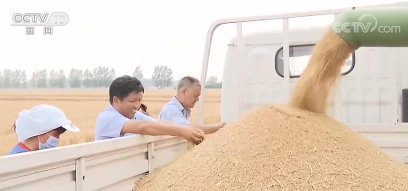 全球小麦最新动态，种植、市场与科技的深度融合信息解析