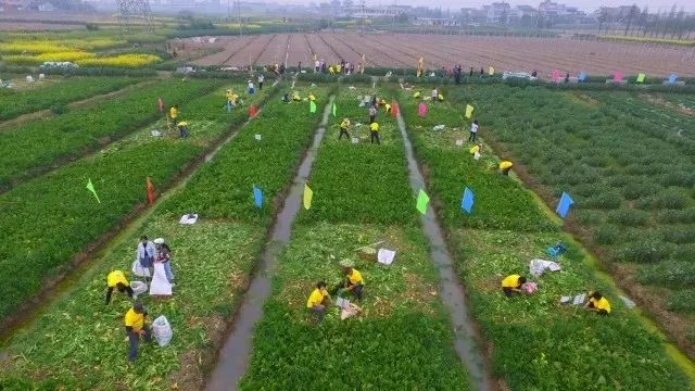 来强村最新项目引领乡村振兴，塑造美好未来